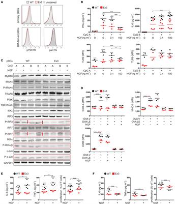 Neurotrophin Receptor p75NTR Regulates Immune Function of Plasmacytoid Dendritic Cells